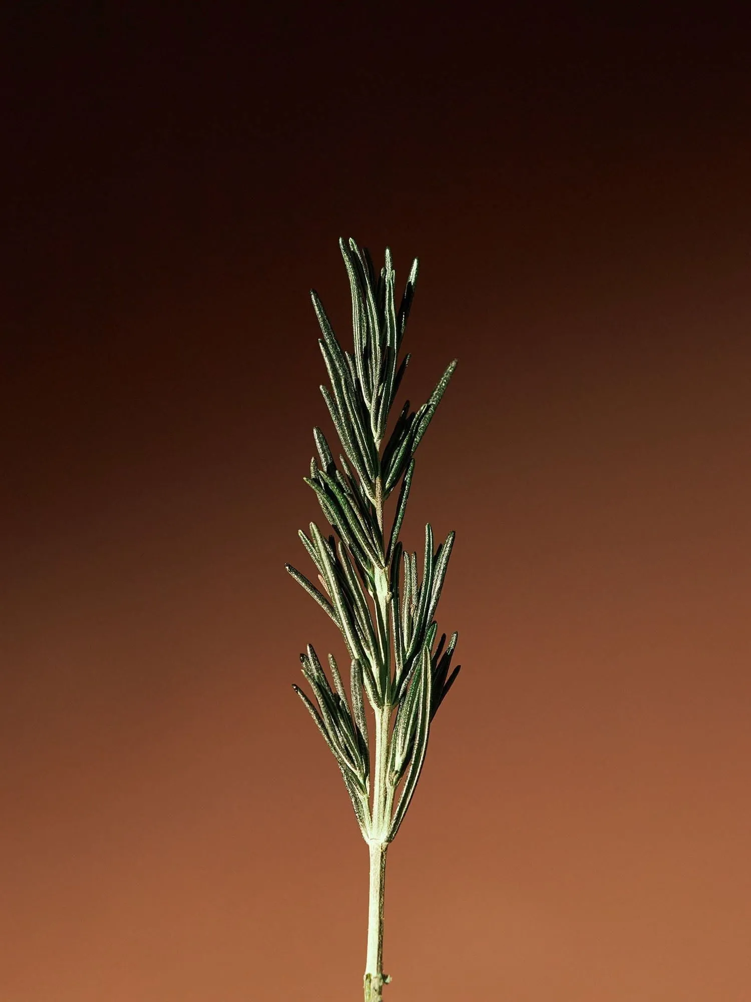 AROMATICA Vitalizing Rosemary Cleansing Oil 200ml